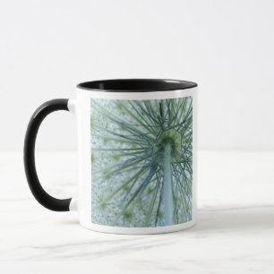Mug États-Unis, Michigan. Carotte sauvage vue de