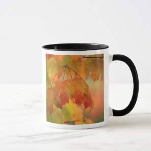 Mug États-Unis, Nord-Est, Feuilles d'érable sous la pl