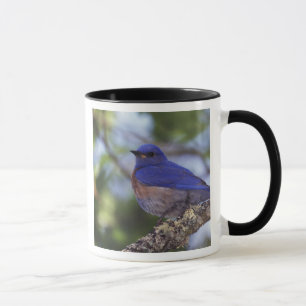 Mug États-Unis, Oregon. Merlebleu de l'Ouest mâle