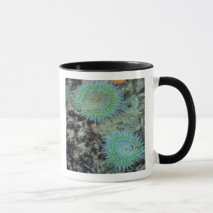 Mug États-Unis, Oregon, Nepture SP. Mer aux tons de bi