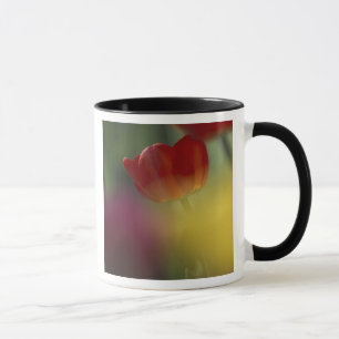 Mug États-Unis, Utah, Tulipes de Cache Valley dans un