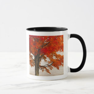 Mug États-Unis, Virginie-Occidentale, Davis. Érable ro