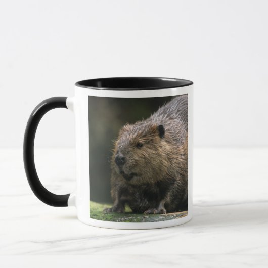 Mug États-Unis, Washington, Northwest Trek. Castor (Gauche)