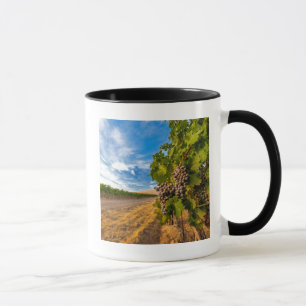 Mug États-Unis, Washington, Yakima Valley. Raisins Mer