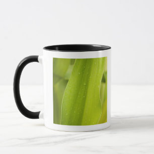 Mug Fermez-vous de la feuille tropicale humide