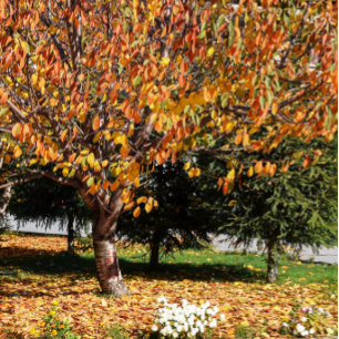 Mug Feuillage d'automne vibrant motif de feuilles d'au