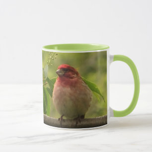 Mug Finch pourpre