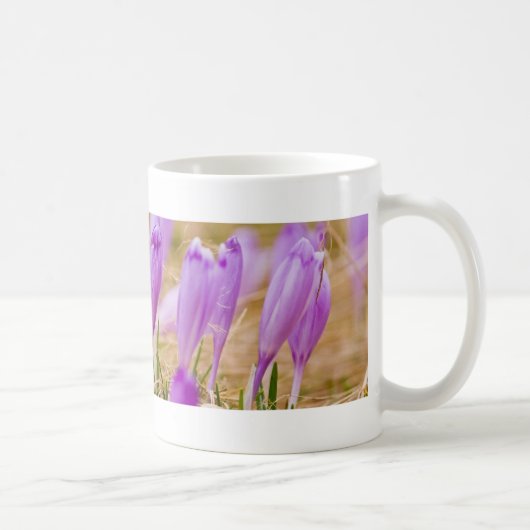 Mug Fleurs de Crocus pourpres en herbe (Droite)