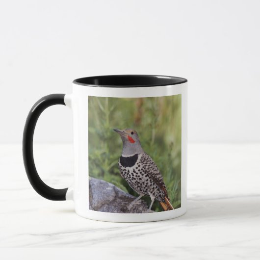 Mug Flicker du Nord, ColMatiauratus, Red shafted (Gauche)