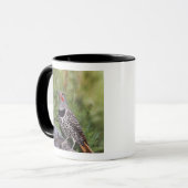 Mug Flicker du Nord, ColMatiauratus, Red shafted (Devant gauche)