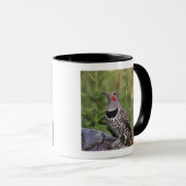 Mug Flicker du Nord, ColMatiauratus, Red shafted (Devant droit)
