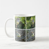 Mug FLYCATCHER de Galápagos (Gauche)