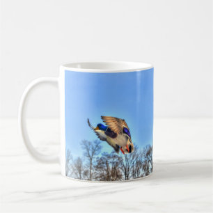 Mug Flying Mallard Duck Drake Wildlife Photo