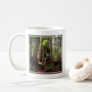Mug Forest   Séquwood Forest California