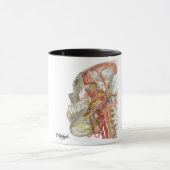 Mug Fossae temporel et infratemporal (Centre)