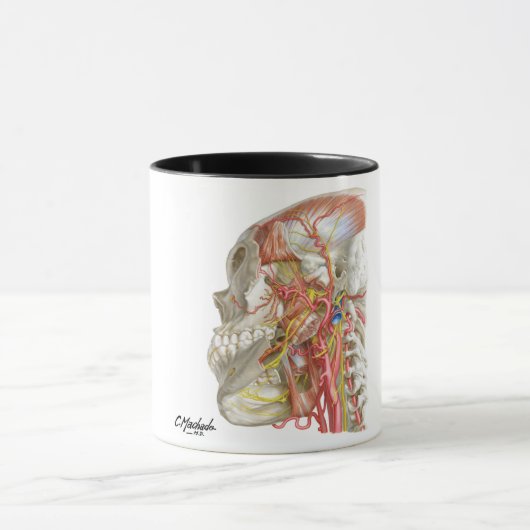Mug Fossae temporel et infratemporal (Centre)