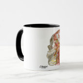 Mug Fossae temporel et infratemporal (Devant gauche)