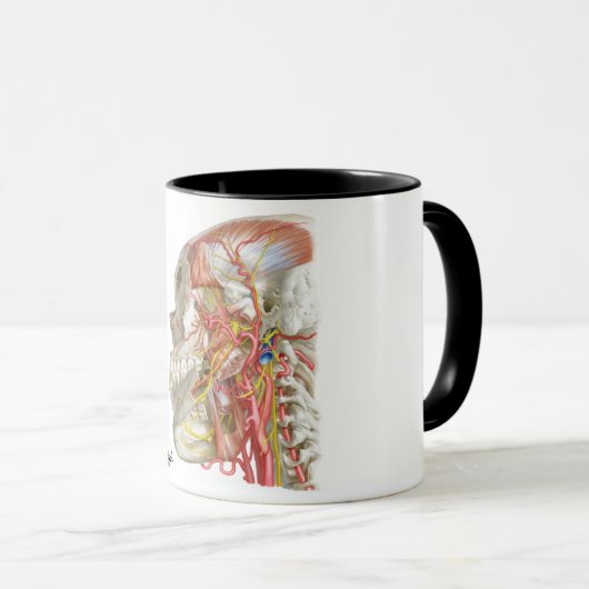 Mug Fossae temporel et infratemporal (Devant droit)