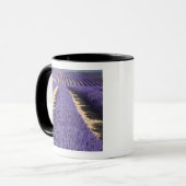 Mug France, Provence. Rangées de lavande en fleurs.3 (Devant gauche)