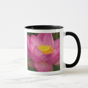 Mug Franklin NC, jardin d'eau de Perry, Lotus 2