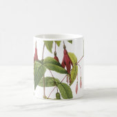 Mug fuchsia écarlate (Fuchsia coccinea) par Redouté (Centre)
