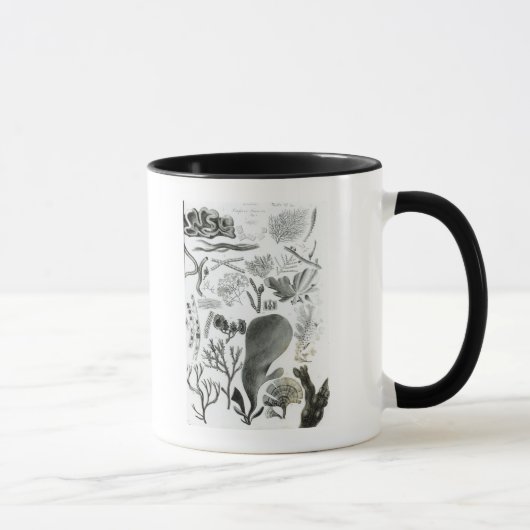 Mug Fucus de Conferra (Droite)