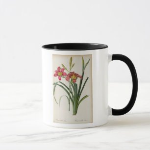 Mug Fulva de Hemerocallis, de "Les Liliacees", 1805