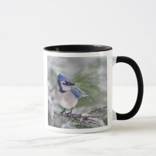 Mug Geai bleu, Cyanocitta cristata
