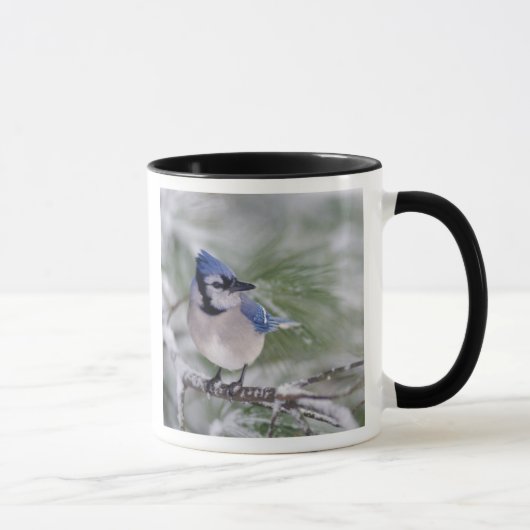 Mug Geai bleu, Cyanocitta cristata (Droite)