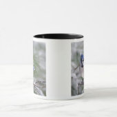 Mug Geai bleu, Cyanocitta cristata (Centre)