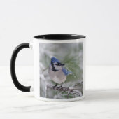 Mug Geai bleu, Cyanocitta cristata (Gauche)