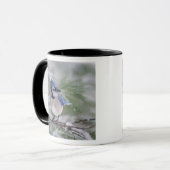 Mug Geai bleu, Cyanocitta cristata (Devant gauche)