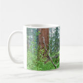 Mug Giant Sequoias in Grant Grove, CA (Gauche)