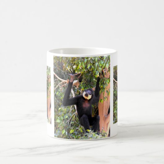 Mug gibbon à joues buffées mâle (Centre)