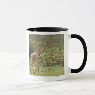 Mug Girafe, camelopardalis de Giraffa, Kgalagadi
