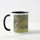 Mug Girafe, camelopardalis de Giraffa, Kgalagadi (Gauche)