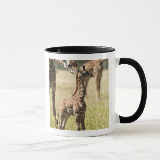 Mug girafes de masaï, Giraffa camelopardalis 2 (Droite)