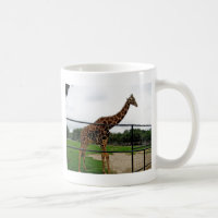 Giraffe Photo d'animal