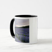 Mug Gisement de lavande au coucher du soleil (Devant gauche)