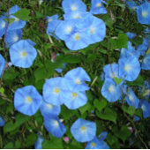 Mug Glories du matin !