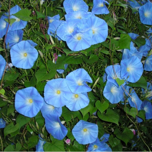 Mug Glories du matin !