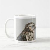 Mug Goshawk immature (Gauche)