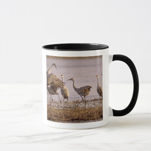 Mug Granes de Sandhill Grus canadensis) Platte (Droite)