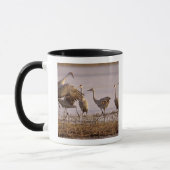 Mug Granes de Sandhill Grus canadensis) Platte (Gauche)