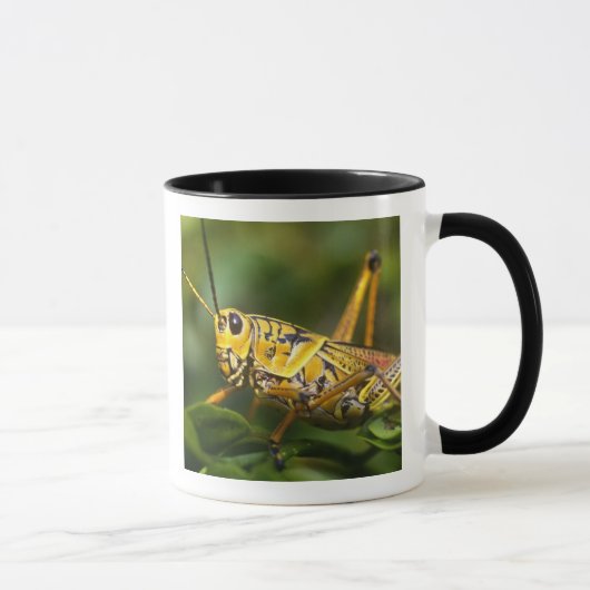 Mug Grasshopper, Parc national des Everglades, Floride (Droite)