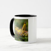 Mug Grasshopper, Parc national des Everglades, Floride (Devant gauche)