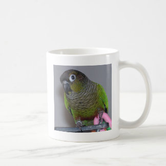 Mug Greencheek adorable Conure