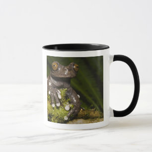 Mug Grenouille arboricole captive de Tapichalaca Hylos