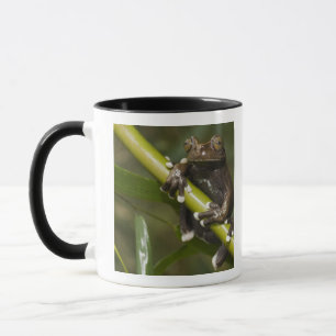 Mug Grenouille arboricole captive de Tapichalaca Hylos