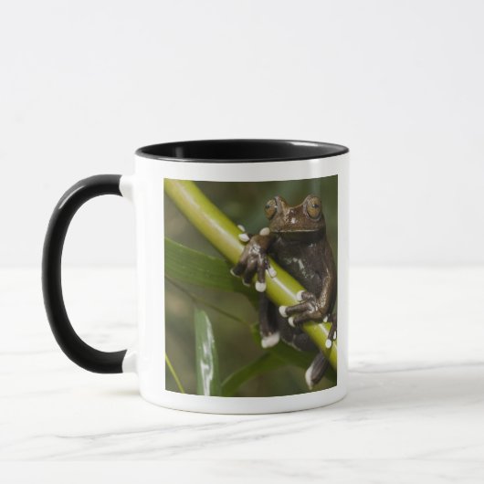 Mug Grenouille arboricole captive de Tapichalaca Hylos (Gauche)